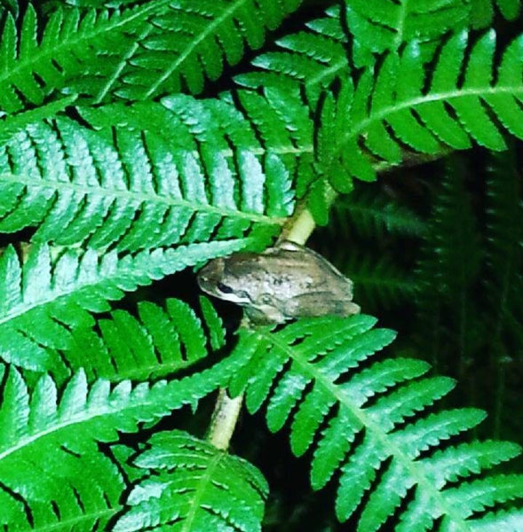 Brown tree frog, Warrandyte, Victoria, Australia 